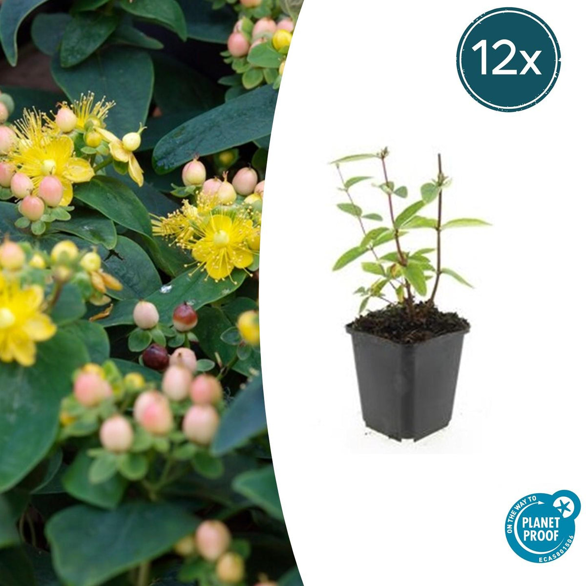 Hypericum inodorum 'Annebel' (Indisches Johanniskraut) – 12 Pflanzen, Ø9 cm, 10–25 cm hoch – Bild 2