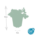 Waldsteinia ternata – 60 Pflanzen, Ø9 cm, 10–25 cm hoch