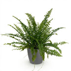Nephrolepis exaltata Green Lady (sword fern) in grey Potter decorative pot – Ø12 cm, 25 cm high