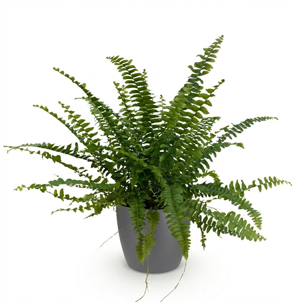Nephrolepis exaltata Green Lady (sword fern) in grey Potter decorative pot – Ø12 cm, 25 cm high – photo 2