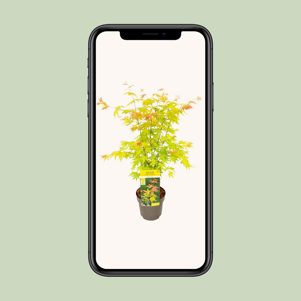 Acer palmatum 'Orange Dream' (Japanese maple) – Ø19 cm, 50 cm high – photo 4