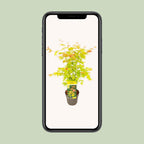 Acer palmatum 'Orange Dream' (Japanese maple) – Ø19 cm, 50 cm high