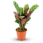 Ctenanthe Burle-Marxii (visgraatplant) – Ø14 cm, 35–40 cm hoog