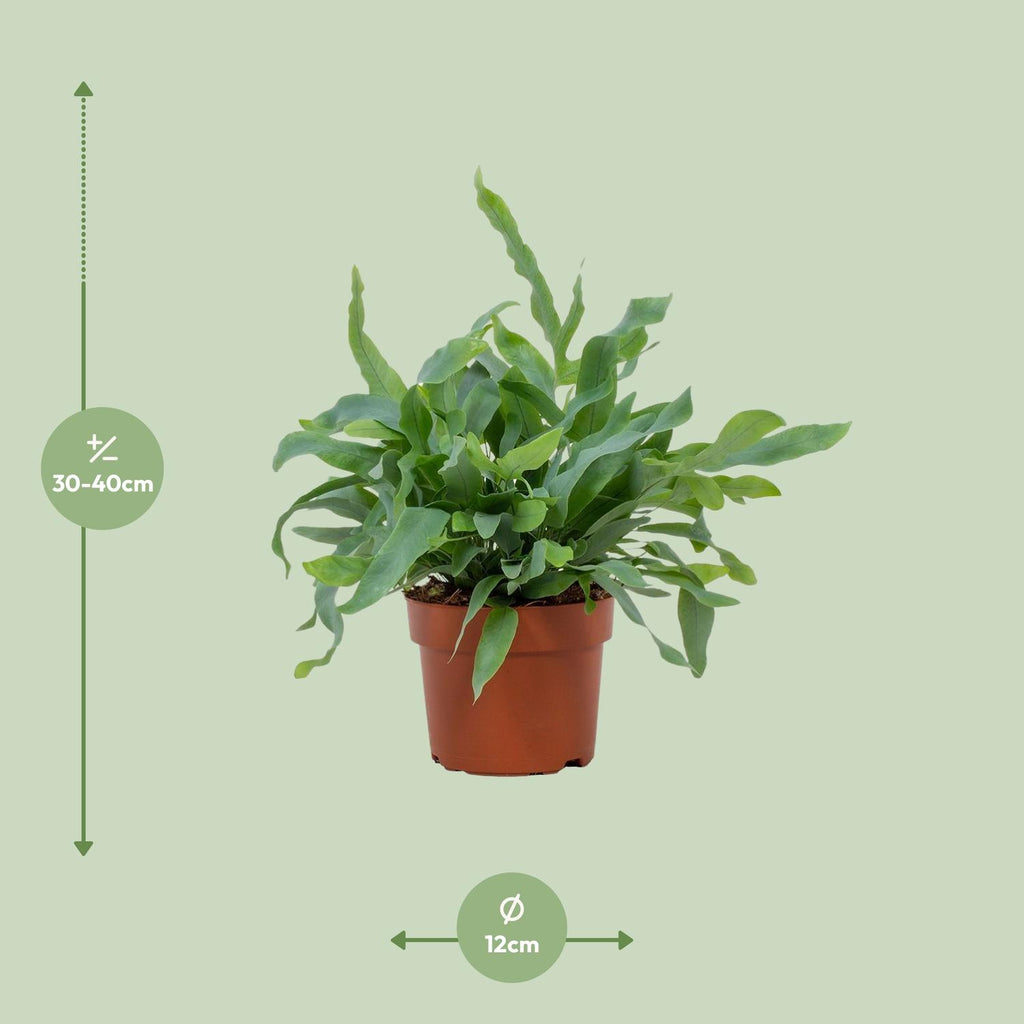 Phlebodium Blue Star (Blaufarn) – Ø 12 cm, 32 cm hoch