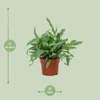 Phlebodium Blue Star (Blaufarn) – Ø 12 cm, 32 cm hoch