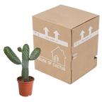 Opuntia consulea (cactus coussin) sans pot décoratif – Ø17 cm, 17 cm de haut