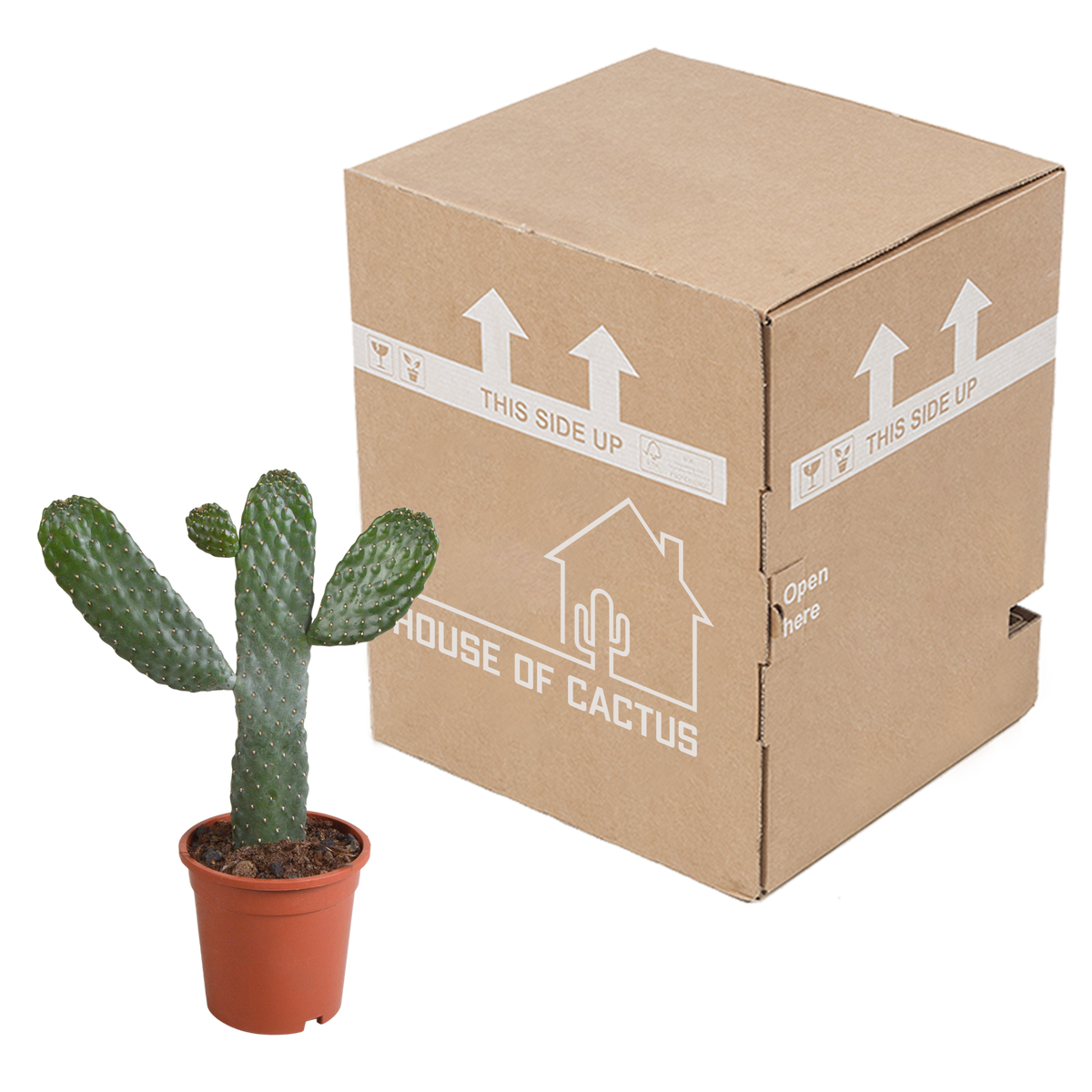 Opuntia consulea (cactus coussin) sans pot décoratif – Ø17 cm, 17 cm de haut – photo 4