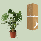 Monstera deliciosa (gatenplant) – Ø21 cm, 60 cm hoog