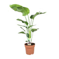 Strelitzia nicolai (oiseau de paradis blanc) – Ø21 cm, 90 cm de haut