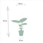 Strelitzia nicolai (hvid paradisfugleblomst) – Ø19 cm, 85 cm høj