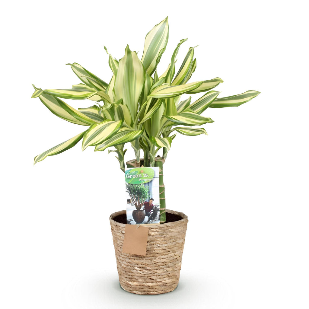 Dracaena fragrans Diamond Dream (dragebreg) med kurv – Ø17 cm, 50–55 cm høj