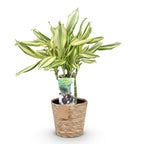 Dracaena fragrans Diamond Dream (dragebreg) med kurv – Ø17 cm, 50–55 cm høj