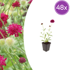 Knautia macedonica (beemdkroon) – 48 planten, Ø9 cm, 10–25 cm hoog