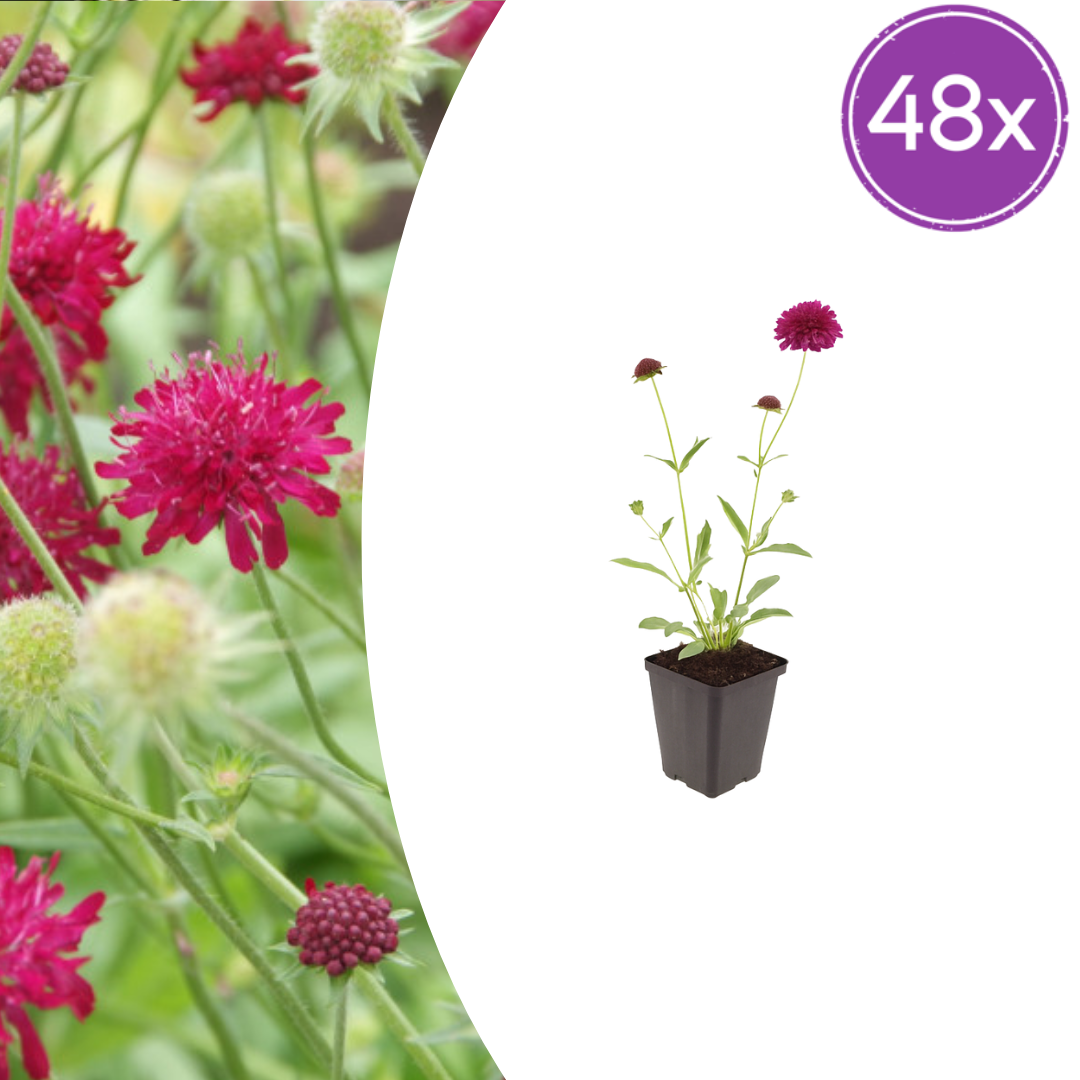 Knautia macedonica (beemdkroon) – 48 planten, Ø9 cm, 10–25 cm hoog