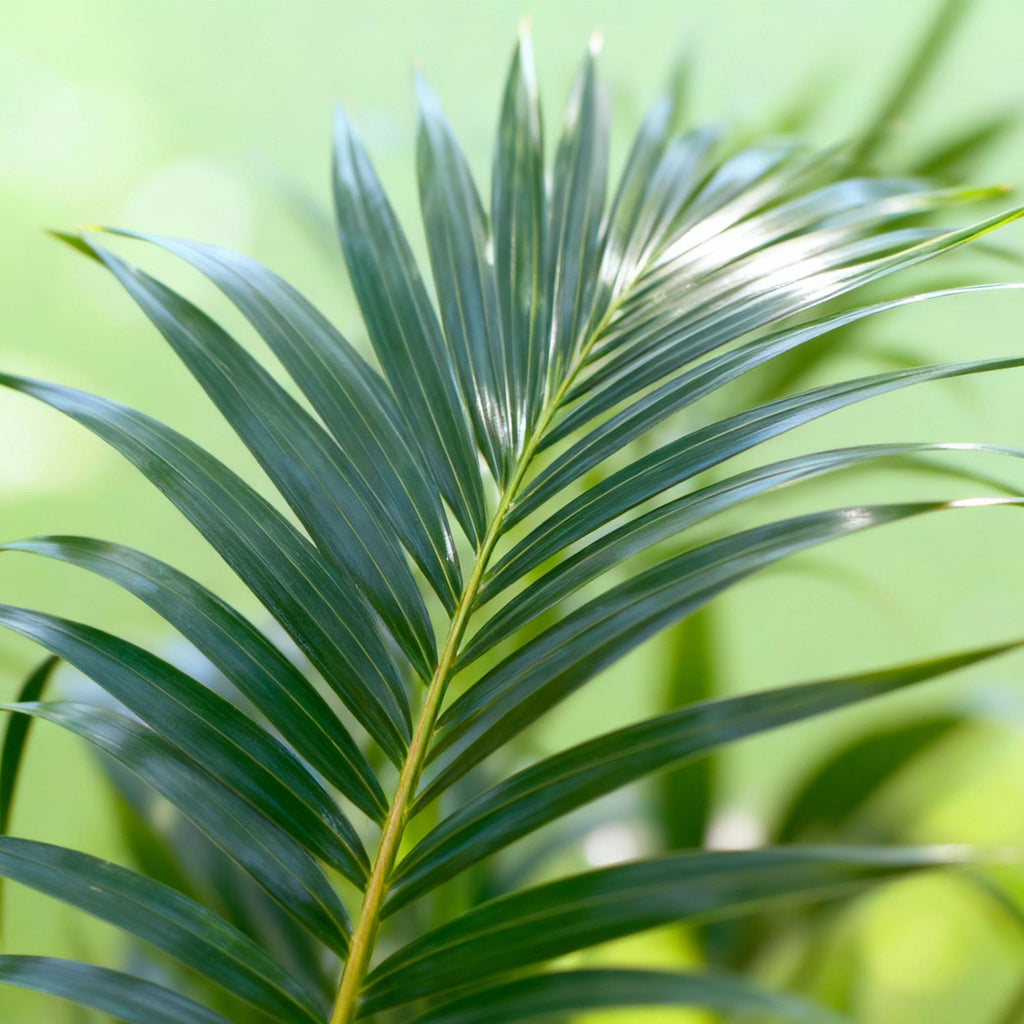 Howea forsteriana (kentiapalm) – Ø27 cm, 160–170 cm hoog