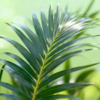 Howea forsteriana (kentiapalm) – Ø27 cm, 160–170 cm hoog