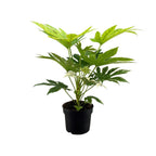 Fatsia Japonica Spider Web (Fingerspinner) – Ø17 cm, 50 cm hoch