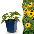 Rudbeckia fulgida 'Goldsturm' (Black-eyed Susan) – yellow – 12 plants, Ø11 cm, 15–25 cm tall