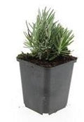 Lavandula angustifolia 'Dwarf Blue' (Lavendel) – 24 Pflanzen, Ø 9 cm, 10–25 cm hoch