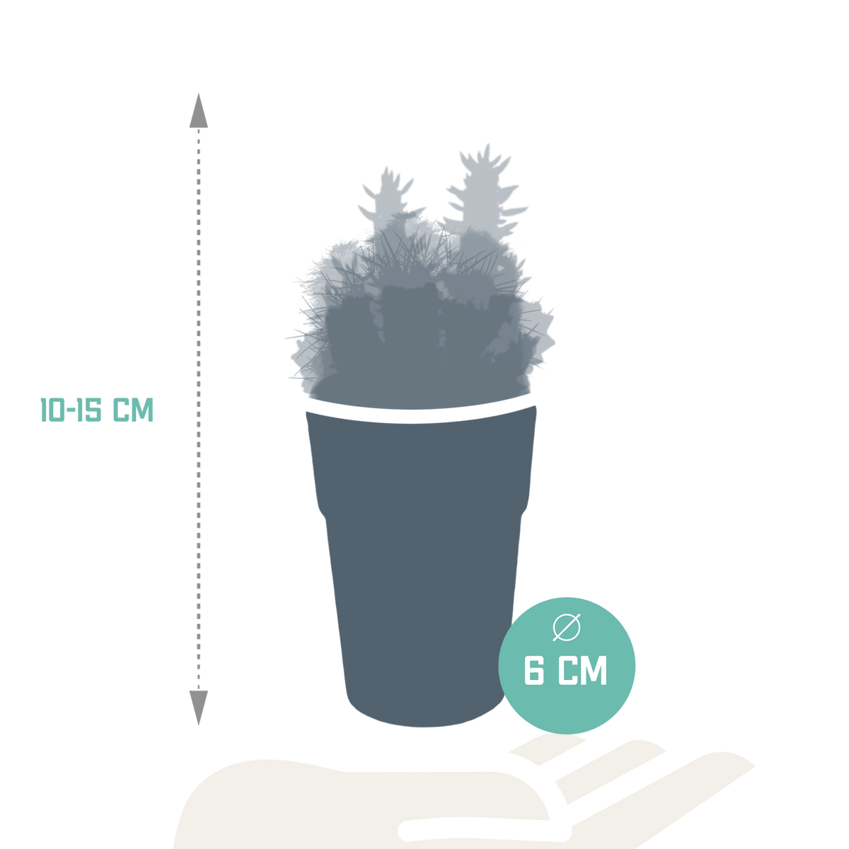 Mélange de cactus (Cactaceae) – Ø 6 cm, 16 cm de haut – photo 2