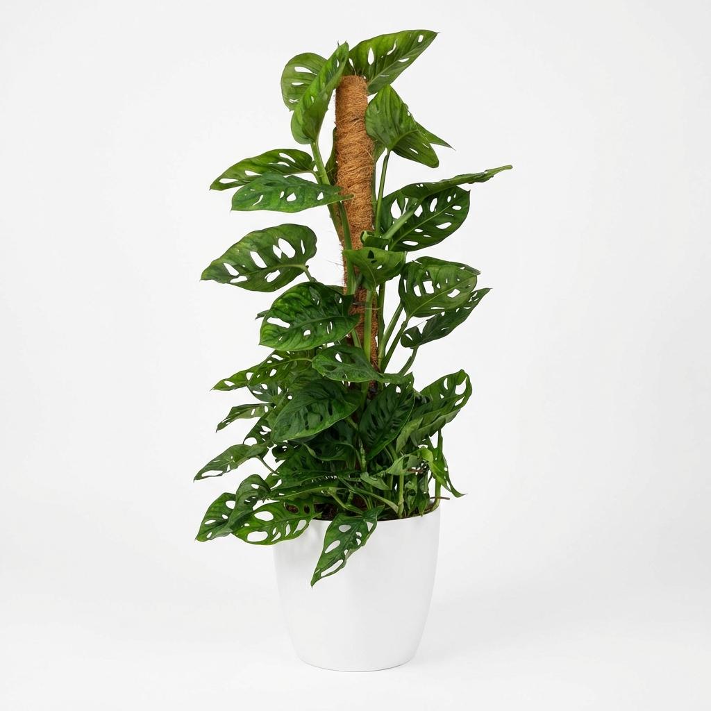 Monkey Mask (Monstera) dans pot décoratif Potter blanc – Ø19 cm, 90 cm de haut