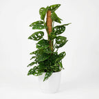 Monkey Mask (Monstera) dans pot décoratif Potter blanc – Ø19 cm, 90 cm de haut