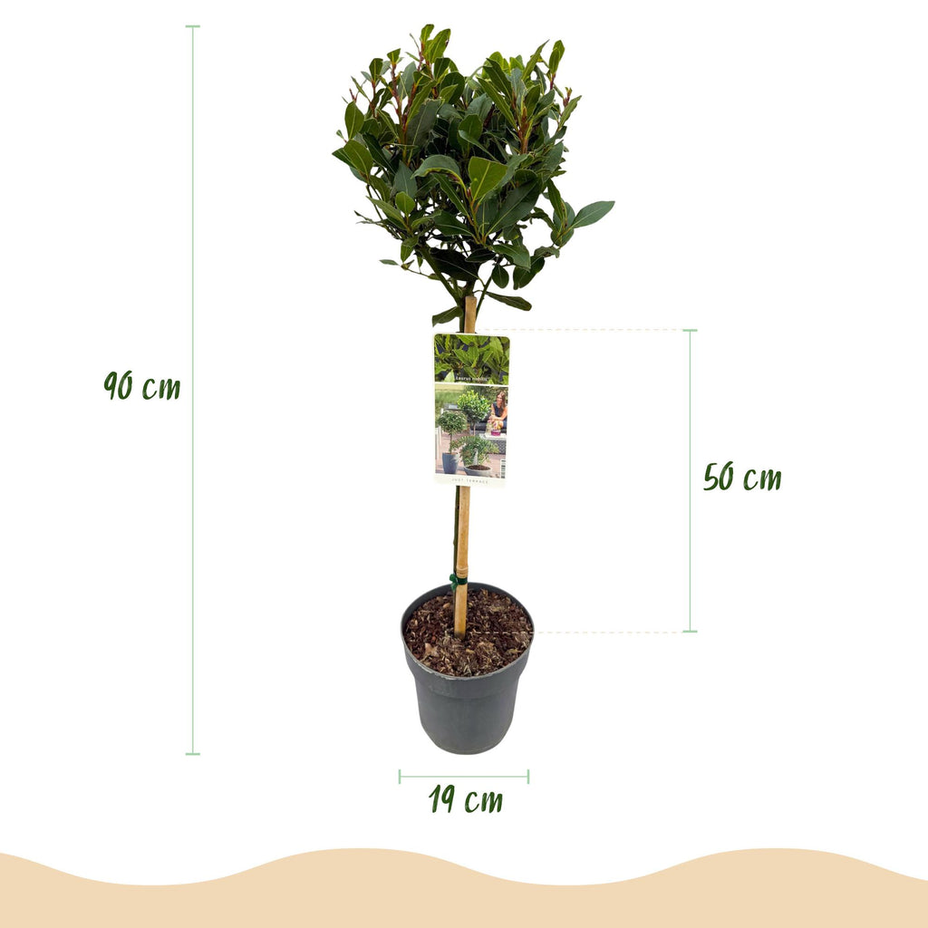 Laurus nobilis (Lorbeer) auf Stamm – Ø 19 cm, 90 cm hoch – Bild 3