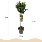 Laurus nobilis (Lorbeer) auf Stamm – Ø 19 cm, 90 cm hoch