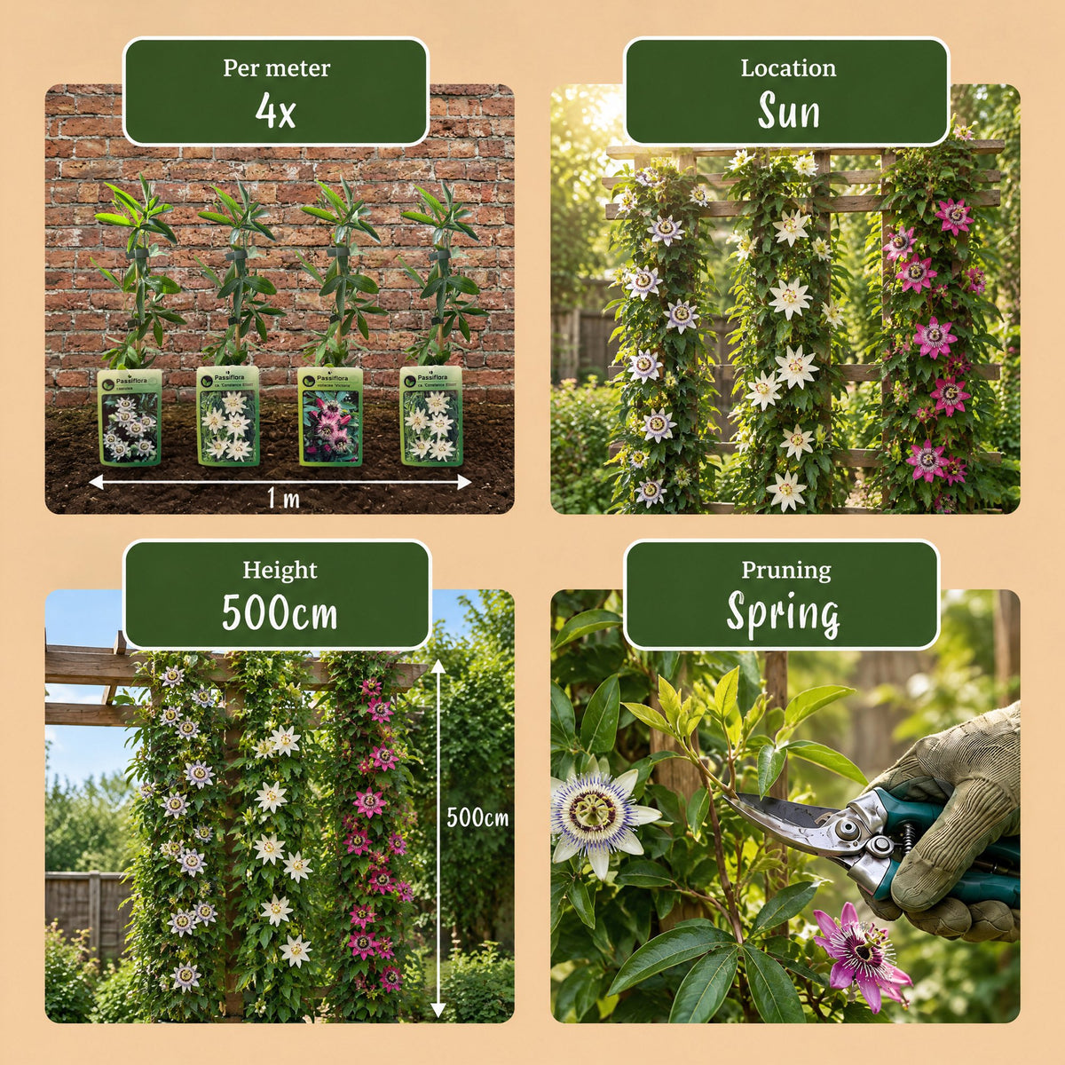 Passiflora 'Tricolour' (driekleurige passiebloem) – wit-paars-roze – 12 planten, Ø9 cm, 35 cm hoog – foto 7