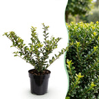 Ilex crenata 'Covenxa' (houx du Japon) – 40 plants, Ø9 cm, 20–30 cm de haut