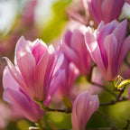 Magnolie 'Heaven Scent' – rosa – Ø12 cm, 30 cm hoch