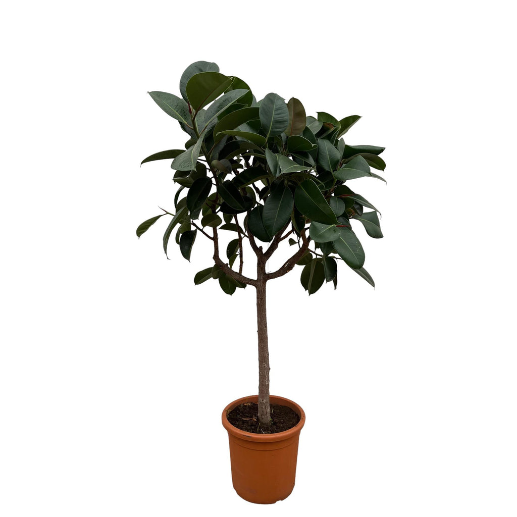 Ficus elastica Robusta sur tige (plante caoutchouc) – Ø35 cm, 170 cm de haut