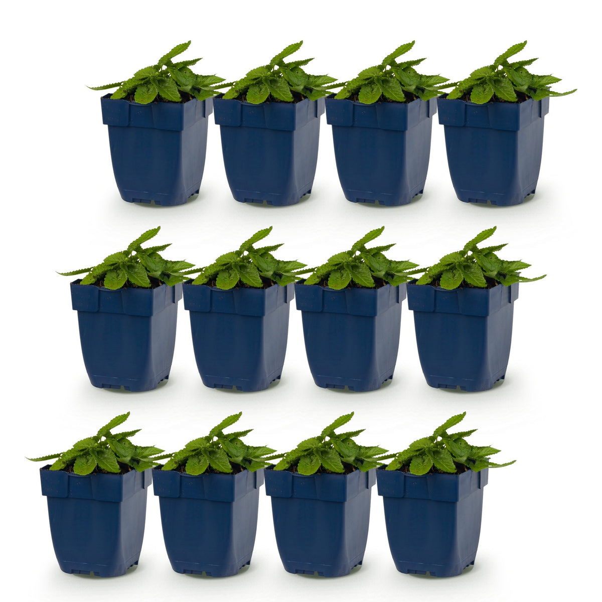Stachys 'Duo' (betonie) – roze-paars-wit – 12 planten, Ø11 cm, 15–25 cm hoog – foto 2