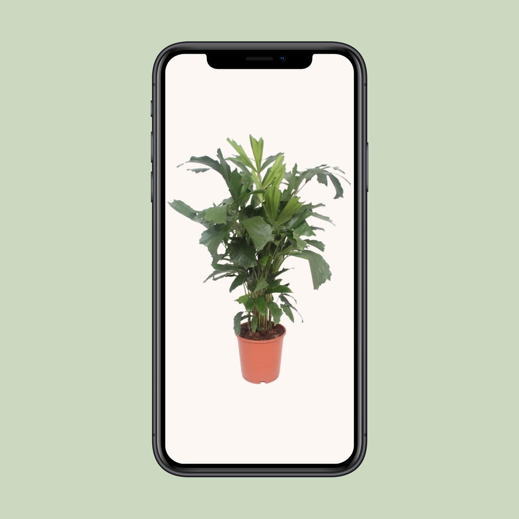 Caryota Mitis (fiskstjärtspalm) – Ø24 cm, 110 cm hög – bild 4