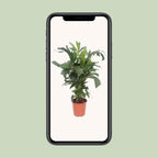 Caryota Mitis (fiskstjärtspalm) – Ø24 cm, 110 cm hög