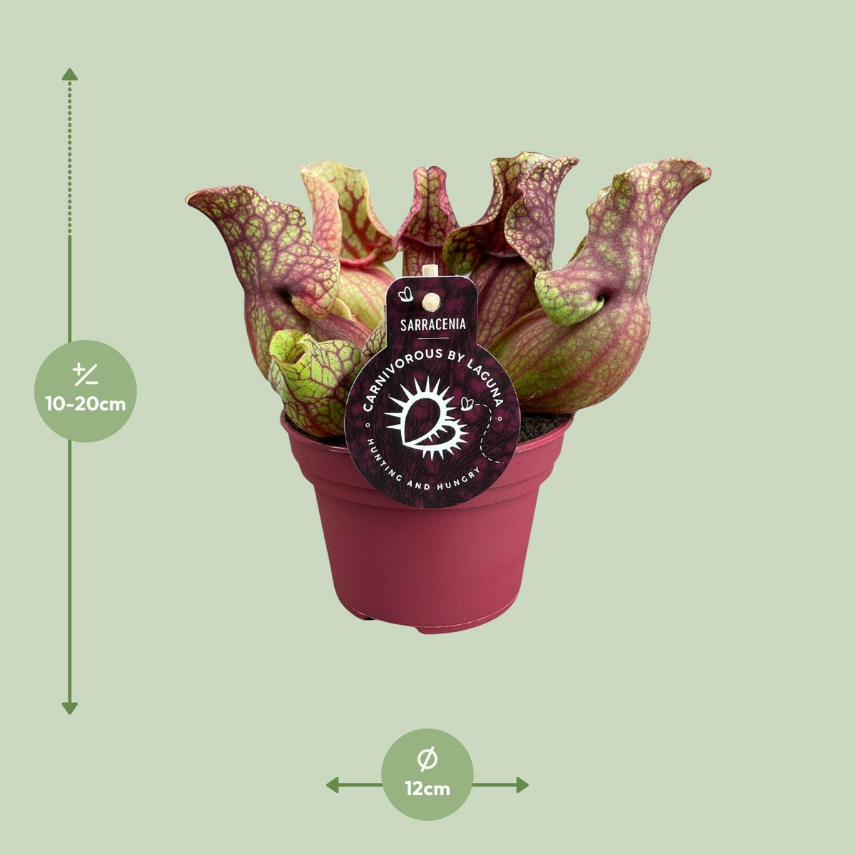 Sarracenia Venosa (trompetbægerplante) – Ø12 cm, 20 cm høj