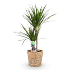Dracaena marginata (dragebreg) med kurv – Ø21 cm, 90–100 cm høj