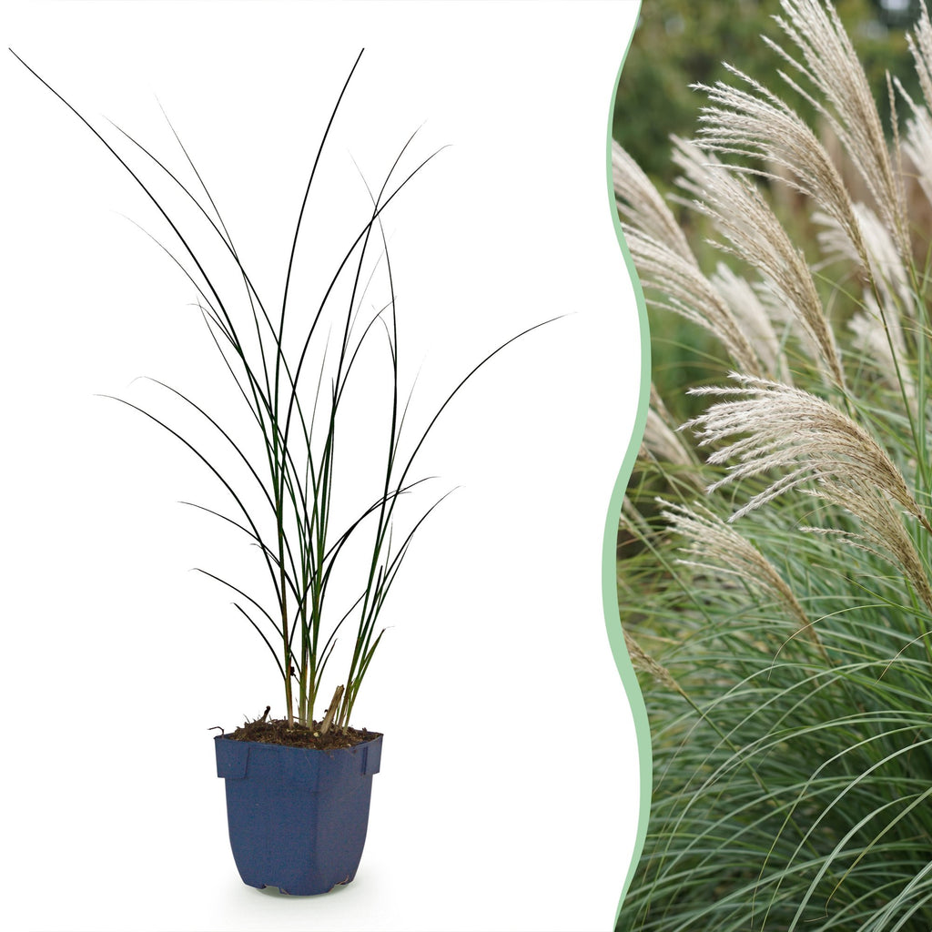 Miscanthus sinensis 'Gracillimus' (miscanthus) – 6 plantes, Ø11 cm, 15–25 cm de haut
