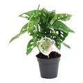 Monstera obliqua 'Monkey Leaf' (gatenplant) – Ø12 cm, 25 cm hoog