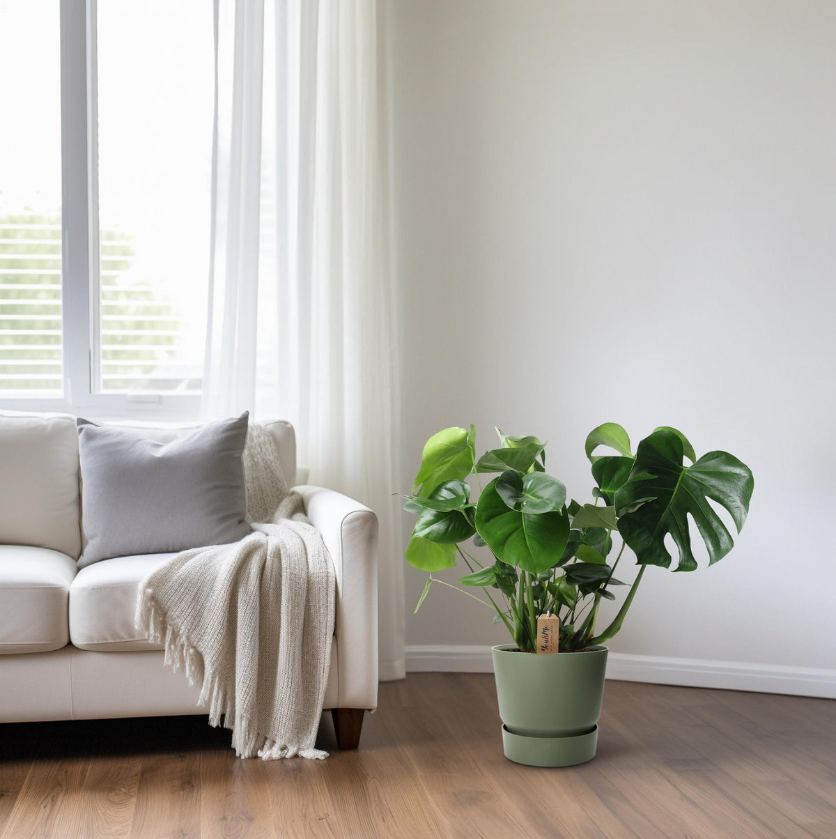 Monstera In Basket Palmleaf (Fensterblatt) – Ø21 cm, 60 cm hoch