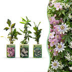 Composition de plantes grimpantes tricolore – rose clair-blanc-violet – 9 plantes, Ø9 cm, 35 cm de haut
