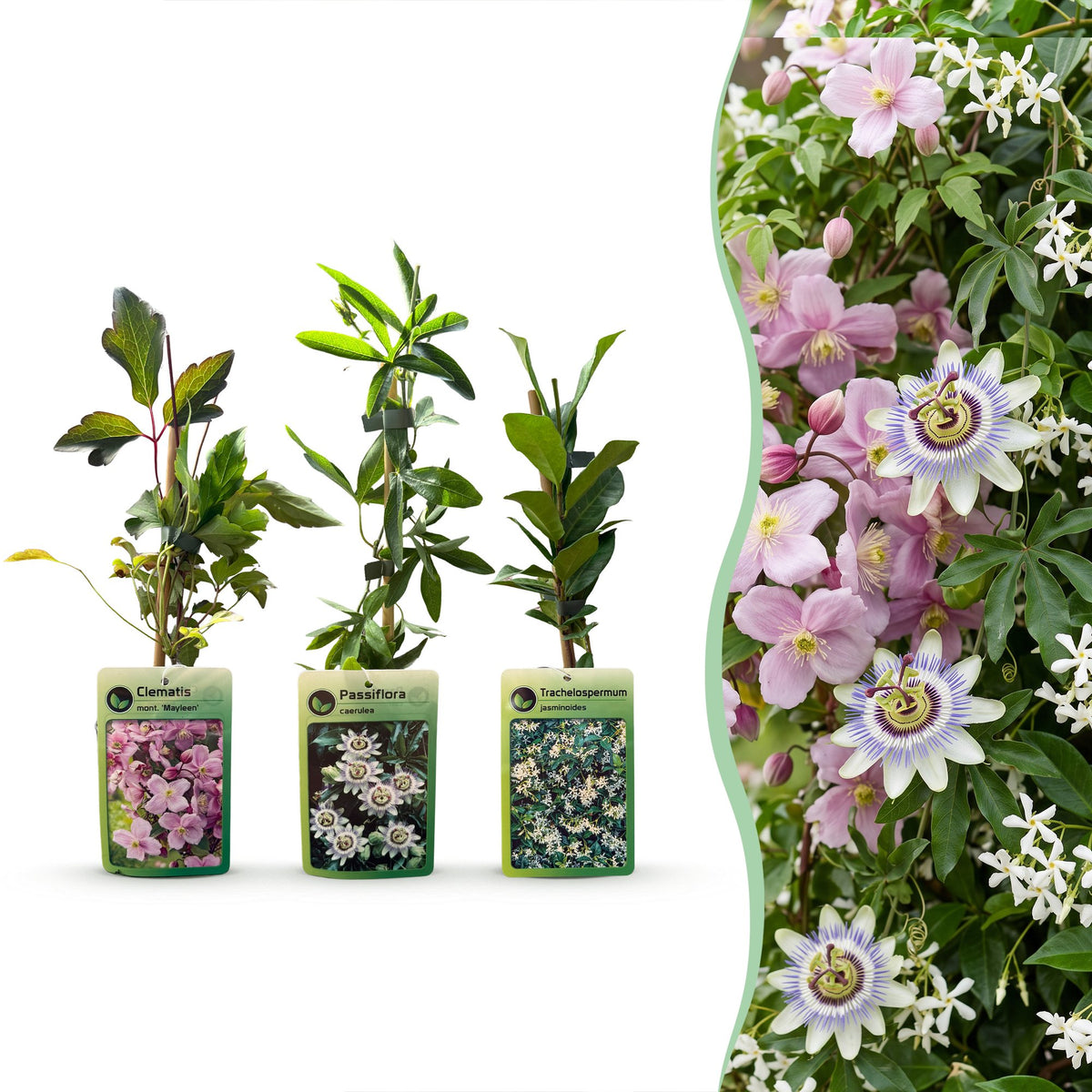 Klimplantenset Driekleurig – lichtroze-wit-paars – 9 planten, Ø9 cm, 35 cm hoog