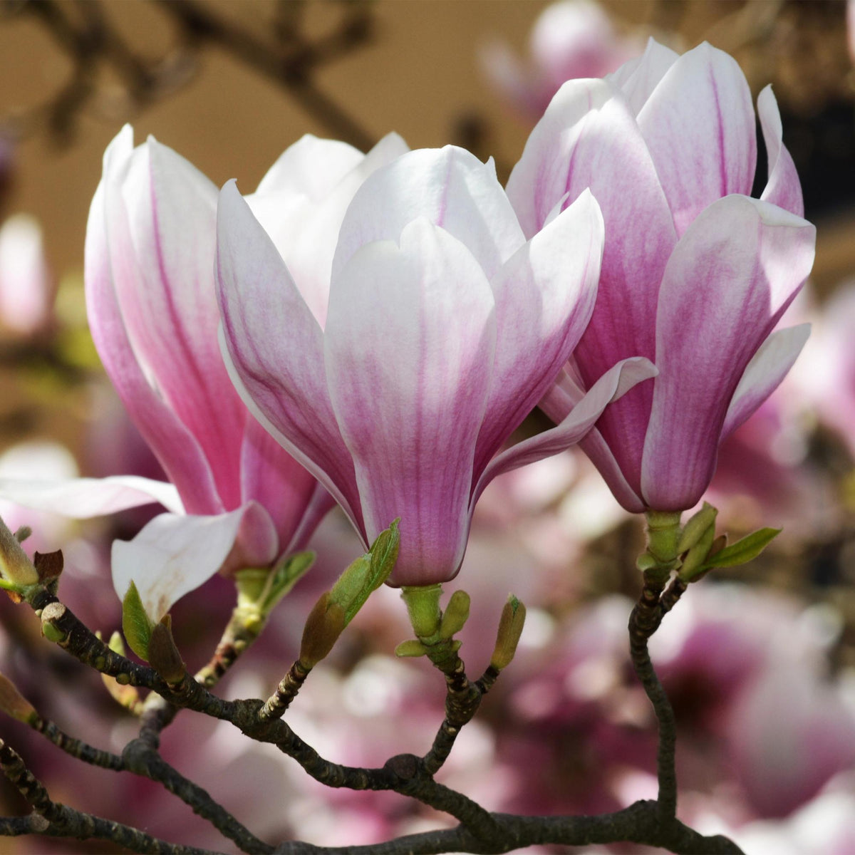Magnolia soulangeana – rosa – Ø12 cm, 30 cm høj – billede 4