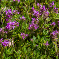 Thymus serpyllum (thyme) – 6 plants, Ø9 cm, 10–25 cm high