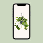Epipremnum aureum (Scindapsus) – Ø 15 cm, 25 cm hoch