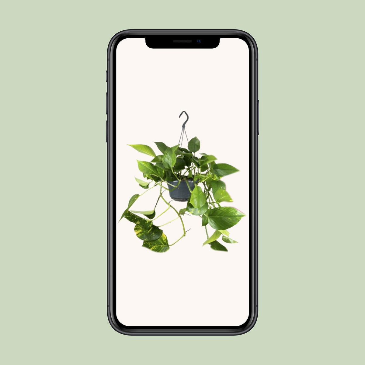 Epipremnum aureum (scindapsus) – Ø15 cm, 25 cm høj