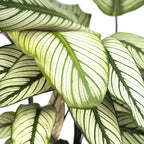 Calathea Whitestar – Ø19 cm, 50 cm hög