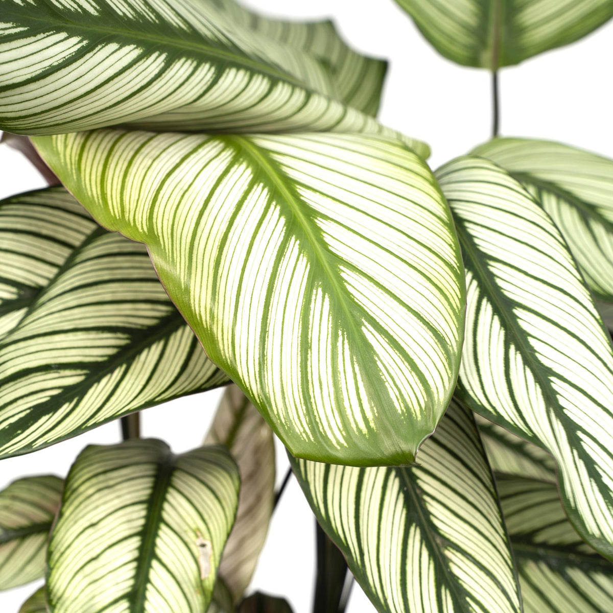 Calathea Whitestar – Ø19 cm, 50 cm de haut
