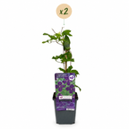 Clematis 'Viticella Polish Spirit' (virgin's-bow-delphinium) – purple – 2 plants, Ø9 cm, 35 cm high