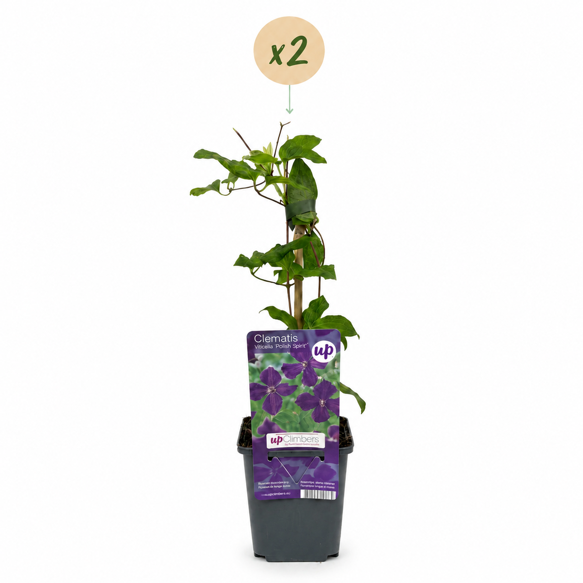 Clematis 'Viticella Polish Spirit' (bosrank) – paars – 2 planten, Ø9 cm, 35 cm hoog